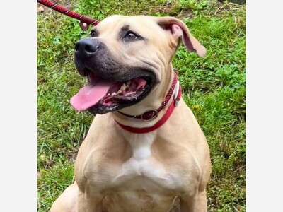 YONKERS ANIMAL SHELTER: Dog In Need Of A New Home